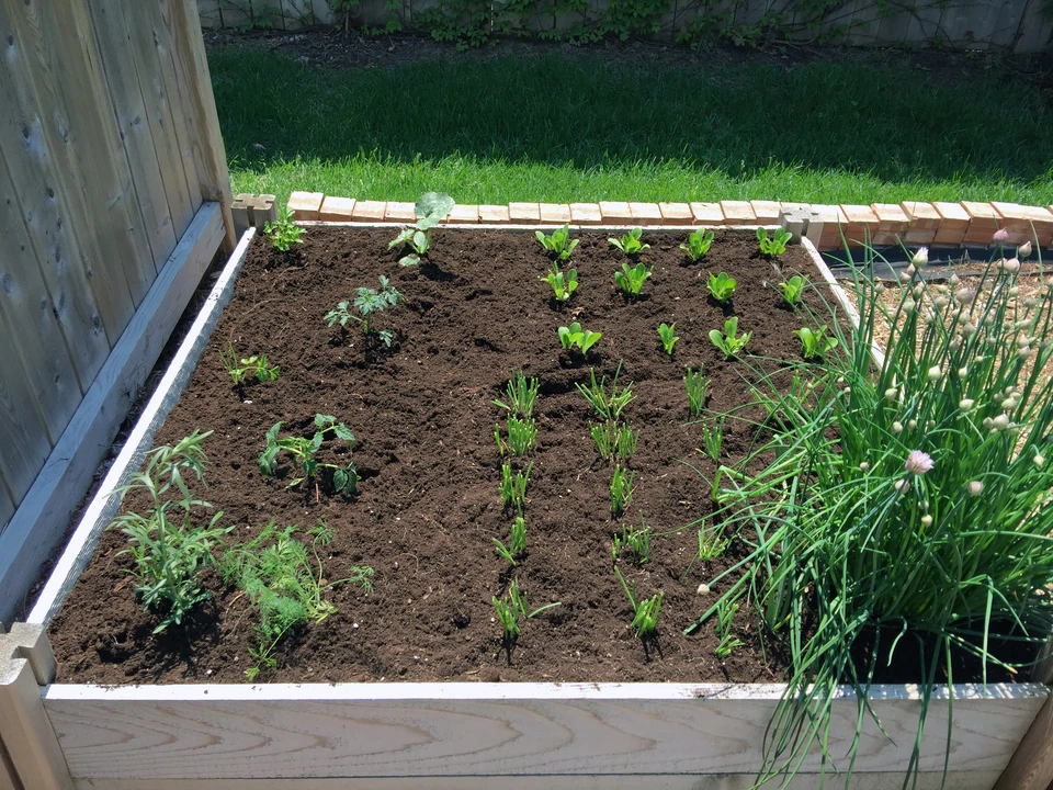 Jardin potager extérieur avec bacs de culture surélevés contenant légumes frais et variés
